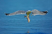 Mew Gull (Larus canus) catching a fish in flight, Lake Luzin, Germany