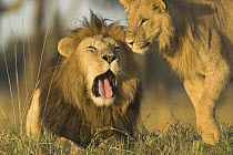 African Lion (Panthera leo), old and young males, Masai Mara National Reserve, Kenya