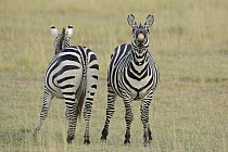Burchell's Zebra (Equus burchellii) pair in the savannah, one of them flehming, Masai Mara National Reserve, Kenya