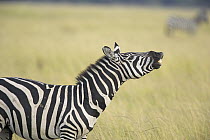 Burchell's Zebra (Equus burchellii) male flehming, Masai Mara National Reserve, Kenya
