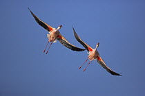 Lesser Flamingo (Phoenicopterus minor) pair flying, Lake Nakuru National Park, Kenya