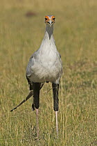 Secretary Bird (Sagittarius serpentarius), Masai Mara National Reserve, Kenya