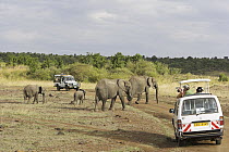 African Elephant (Loxodonta africana) group crossing the road, Samburu National Reserve, Kenya