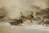 Blue Wildebeest (Connochaetes taurinus) herd crossing the Mara River, Masai Mara National Reserve, Kenya