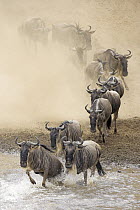 Blue Wildebeest (Connochaetes taurinus) herd crossing the Mara River, Masai Mara National Reserve, Kenya