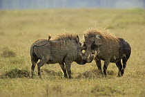 Warthog (Phacochoerus africanus) pair, Africa