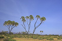 Doum Palm (Hyphaene thebaica) in Samburu National Park, Kenya