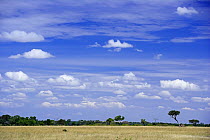 Sky over grassland, Masai Mara National Reserve, Kenya