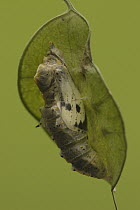 Cabbage Butterfly (Pieris brassicae) chrysalis with slight opening from which metamorphized butterfly will emerge, Netherlands. Sequence 2 of 17