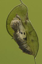 Cabbage Butterfly (Pieris brassicae) chrysalis with slight opening from which metamorphized butterfly will emerge, Netherlands. Sequence 3 of 17