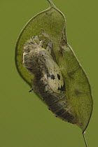 Cabbage Butterfly (Pieris brassicae) chrysalis with slight opening from which metamorphized butterfly will emerge, Netherlands, Sequence 4 of 17