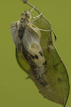Cabbage Butterfly (Pieris brassicae) chrysalis with metamorphized butterfly emerging, Netherlands, Sequence 12 of 17