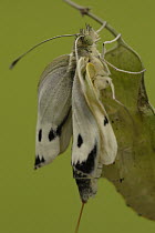 Cabbage Butterfly (Pieris brassicae) chrysalis with metamorphized butterfly emerging, Netherlands, Sequence 13 of 17