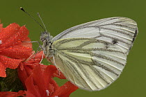 Green-veined White (Pieris napi) butterfly on red flower, Netherlands