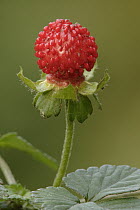 Mock Strawberry (Potentilla indica) fruit, Europe