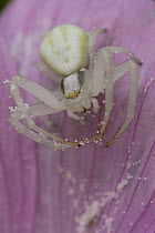Goldenrod Crab Spider (Misumena vatia) with eggs on flower, Europe