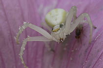 Goldenrod Crab Spider (Misumena vatia) with eggs on flower, Europe