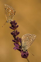 Chapman's Blue (Agrodiaetus thersites) butterfly pair, Netherlands