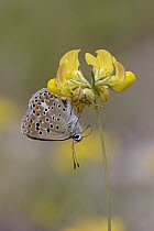 Chapman's Blue (Agrodiaetus thersites) butterfly caught by Yellow Crab Spider (Thomisus onustus), Netherlands