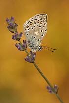 Chapman's Blue (Agrodiaetus thersites) butterfly on lavender flower, Netherlands