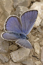 Chapman's Blue (Agrodiaetus thersites) butterfly drinking from very small puddle, Netherlands