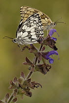 Marbled White (Melanargia galathea) butterfly pair mating, Netherlands