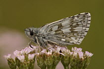Safflower Skipper (Pyrgus carthami) butterfly on Yarrow (Achillea millefolium), Netherlands