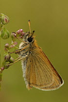 Lulworth Skipper (Thymelicus acteon) butterfly, Netherlands