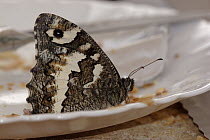 Great Banded Grayling (Brintesia circe) butterfly eating from a plate, Netherlands