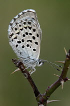 Baton Blue (Pseudophilotes baton) butterfly on bramble stalk, Netherlands
