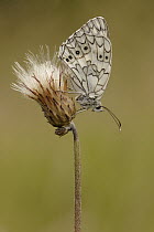 Marbled White (Melanargia galathea) butterfly, Netherlands