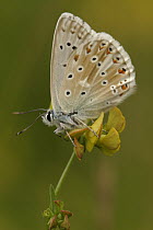 Chalk-hill Blue (Lysandra coridon) butterfly, Netherlands