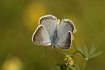 Chalk-hill Blue (Lysandra coridon) butterfly, Netherlands