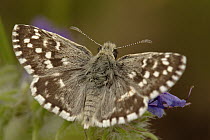 Grizzled Skipper (Pyrgus malvae) butterfly on flower, Netherlands