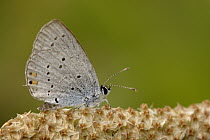 Short-tailed Blue (Cupido argiades) butterfly on flower, Netherlands