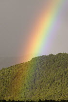 Rainbow above the forest