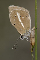 Damon Blue (Agrodiaetus damon) butterfly on grass, Netherlands