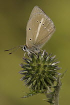 Damon Blue (Agrodiaetus damon) butterfly on thistle bud, Netherlands