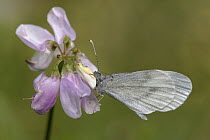 Wood White (Leptidea sinapis) butterfly on flower, Netherlands