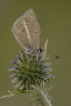 Damon Blue (Agrodiaetus damon) butterfly on thistle bud, Netherlands