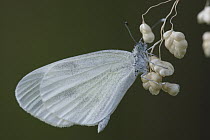 Wood White (Leptidea sinapis) butterfly on grass, St. Nazaire le Desert, France