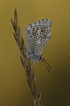 Chalk-hill Blue (Lysandra coridon) butterfly on grass, St. Lazaire le Desert, France