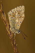Chalk-hill Blue (Lysandra coridon) butterfly on grass, St. Lazaire le Desert, France