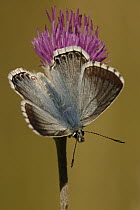 Chalk-hill Blue (Lysandra coridon) butterfly on thistle, St. Lazaire le Desert, France