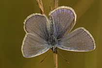 Common Blue (Polyommatus icarus) butterfly on grass, St. Nazaire le Desert, France