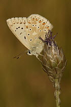 Chalk-hill Blue (Lysandra coridon) butterfly, St. Nazaire le Desert, France