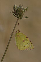 Clouded Yellow (Colias croceus) butterfly on stalk, St. Nazaire le Desert, France