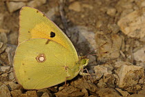 Clouded Yellow (Colias croceus) butterfly on ground, St. Nazaire le Desert, France