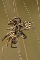 Wolf Spider (Lycosa sp) on grass, St. Nazaire le Desert, France