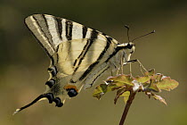 Scarce Swallowtail (Iphiclides podalirius) butterfly male, St. Nazaire le Desert, France